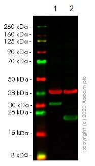 Anti-HMGB1 antibody [EPR3507](AB79823)