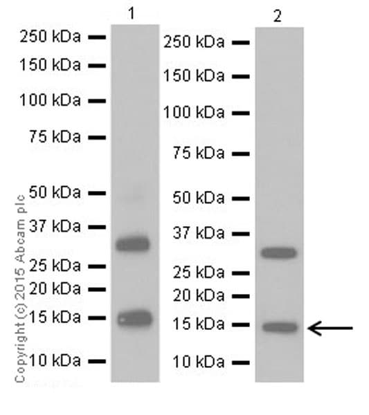Anti-GAD65 + GAD67 antibody [EPR19366](AB183999)