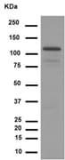 Anti-Notch1 antibody [EP1238Y](AB52627)