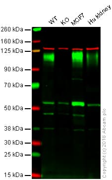 Anti-LAMP1 antibody [EPR4204] - Lysosome Marker(AB108597)