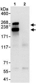 Gw182 Antibody Ab114857  Immunoprecipitation Img67082