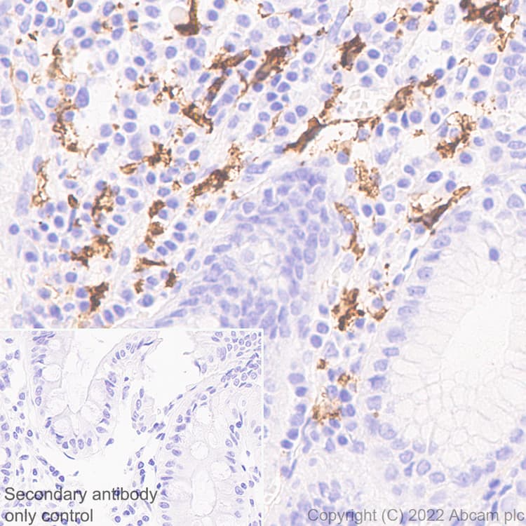 Anti-FOLR2 antibody [EPR25731-70] (BSA and Azide free)(AB302533)