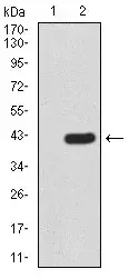 Anti-KDM2B antibody [6F6G11](AB234082)