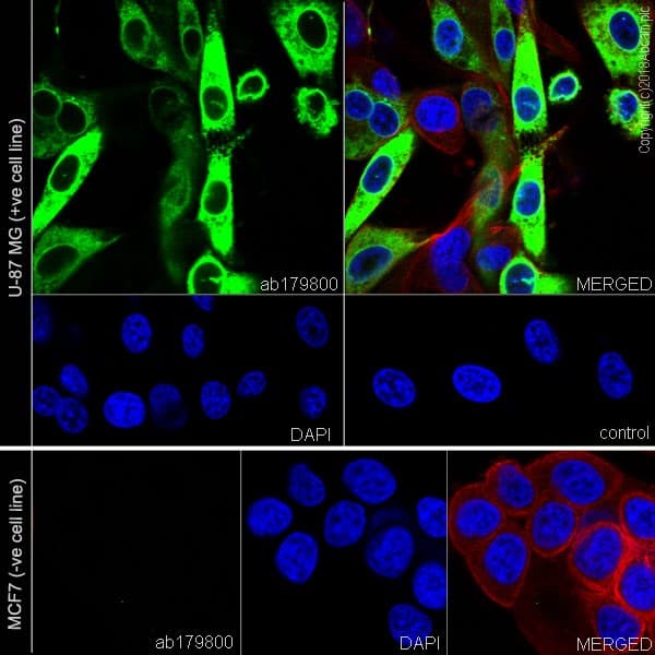 Anti-COX2 / Cyclooxygenase 2 antibody [EPR12012](AB179800)