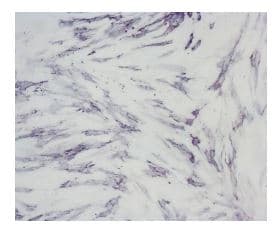 Alkaline Phosphatase Staining Kit(AB284936)