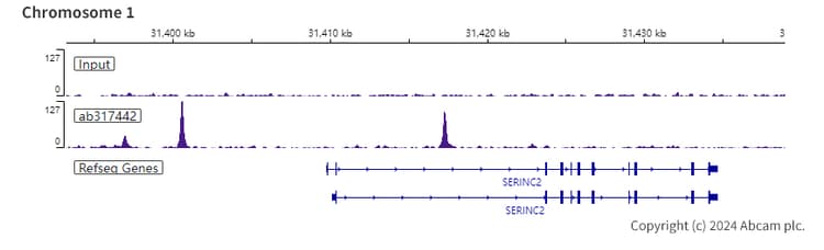 Anti-CEBP Alpha/CEBPA antibody [EPR27924-90](AB317442)