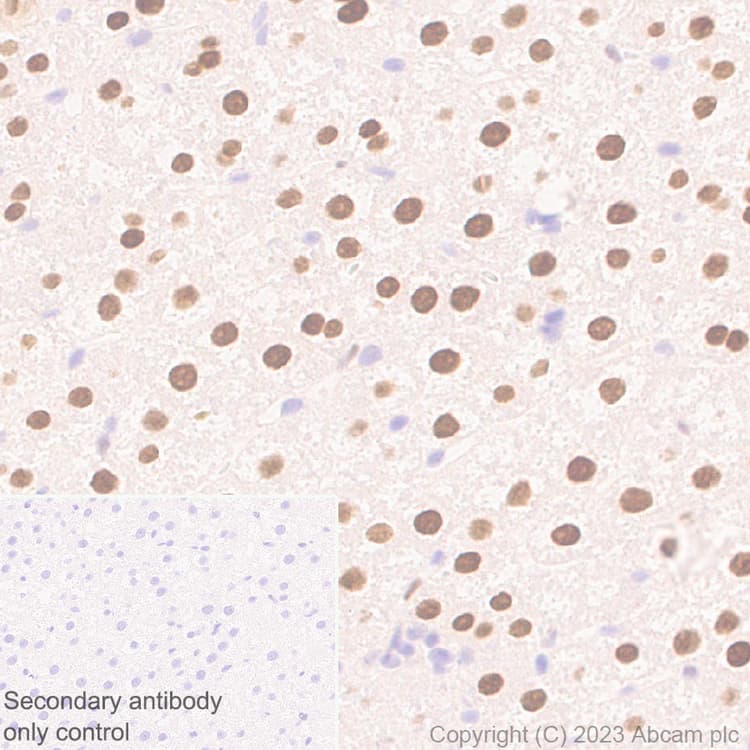 Anti-CEBP Alpha/CEBPA antibody [EPR27924-90](AB317442)