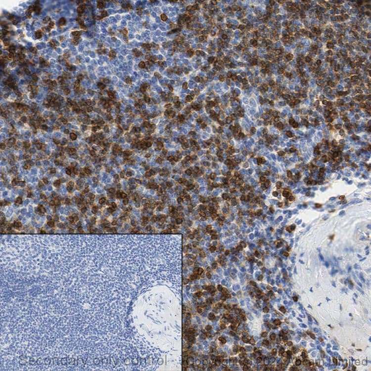 Anti-CD3 epsilon antibody [SP7] - BSA and Azide free(AB205228)