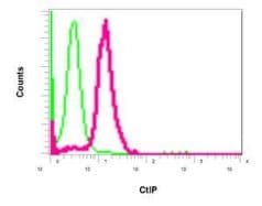 Anti-CtIP antibody [EPNCIR160](AB155988)