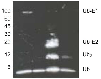 Ubiquitylation Assay Kit(AB139467)