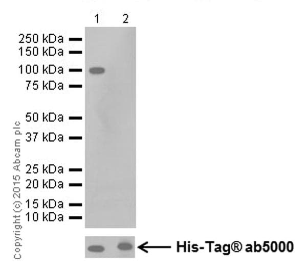 Anti-PI 3 Kinase p85 alpha antibody [EPR18702](AB191606)