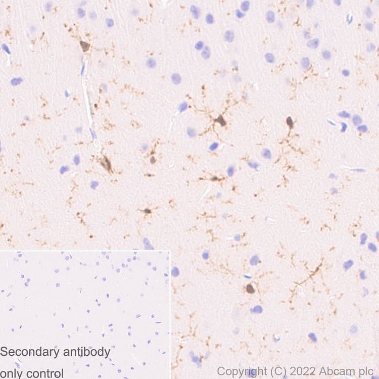 Anti-Iba1 antibody [EPR16588] - Goat IgG (Chimeric) - BSA and Azide free(AB289876)