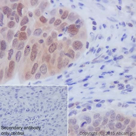 Anti-Caspase-3 antibody [EPR18297](AB184787)