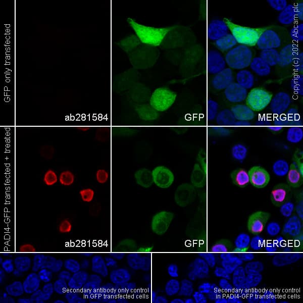 Anti-Histone H3 (citrulline R2 + R8 + R17) antibody [RM1001](AB281584)