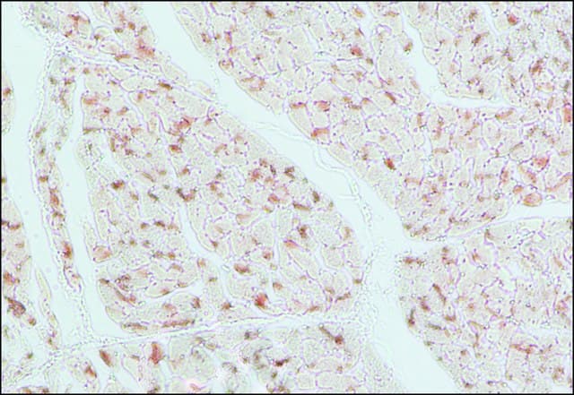 Anti-Connexin 43 / GJA1 antibody - Intercellular Junction Marker(AB11370)