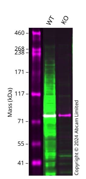 Anti-Ki67 antibody [EPR3610](AB92742)