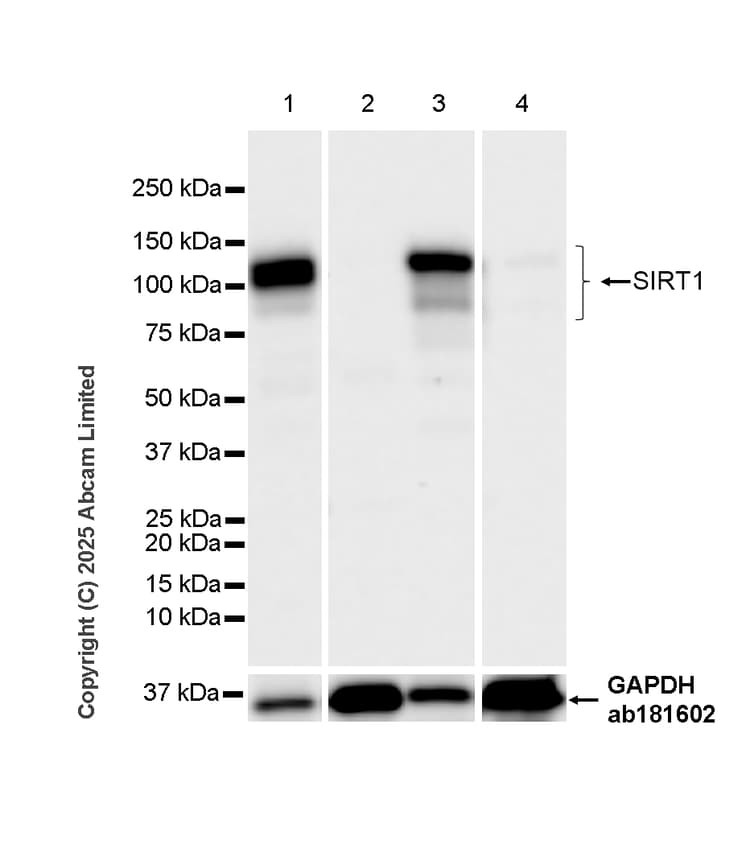Anti-SIRT1 antibody [19A7AB4](AB110304)