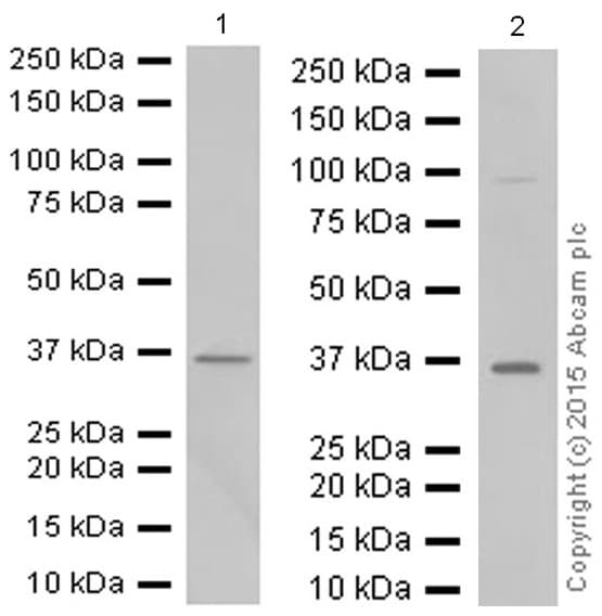 Anti-Syndecan-1 antibody [EPR6454](AB128936)