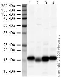 Anti-COX IV antibody - Mitochondrial Loading Control(AB16056)