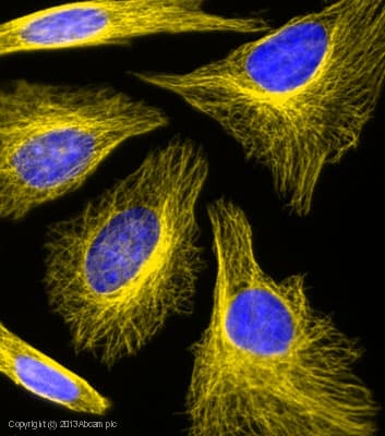 Goat Anti-Mouse IgG H&L (Alexa Fluor® 568)(AB175473)