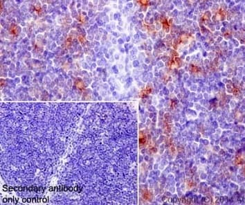 Anti-CCL25 antibody [EPR12388(2)] - BSA and Azide free(AB251307)