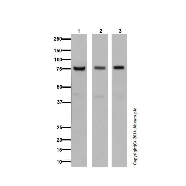 Pkc Antibody Epr16898 Ab179522  Western Blot Img149462