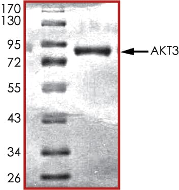 Recombinant human AKT3 protein(AB60324)