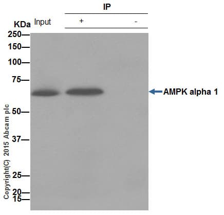 Anti-AMPK alpha 1 antibody [Y365](AB32047)