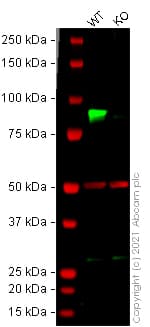 Anti-SUZ12 antibody [EPR5234(N)] - ChIP Grade(AB175187)