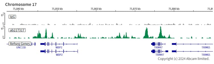 Anti-Steroidogenic Factor 1/SF-1 antibody [EPR19744](AB217317)