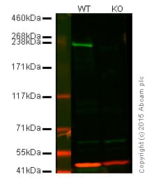 Anti-Dicer antibody [13D6] - ChIP Grade(AB14601)