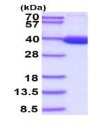 Ab96765  Sds Page Img23297