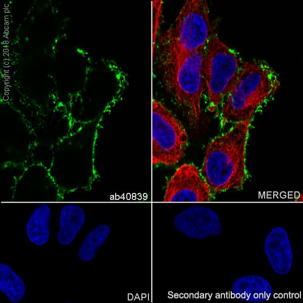 Anti-Ezrin antibody [EP886Y] - Plasma Membrane Marker(AB40839)