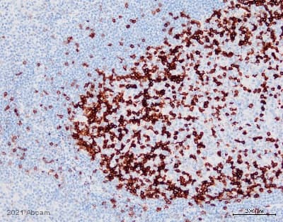 Anti-PD1 antibody [EPR4877(2)](AB137132)