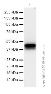Anti-Islet 1 antibody [EPR10362](AB178400)