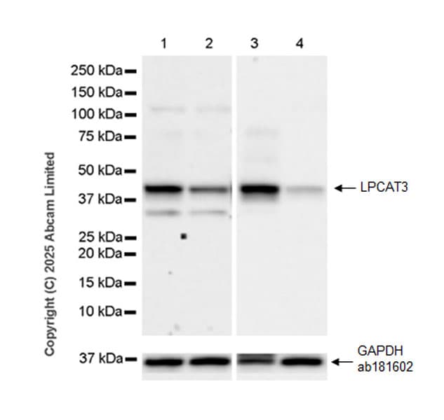 Goat Anti-Rabbit IgG H&L (HRP)(AB97051)