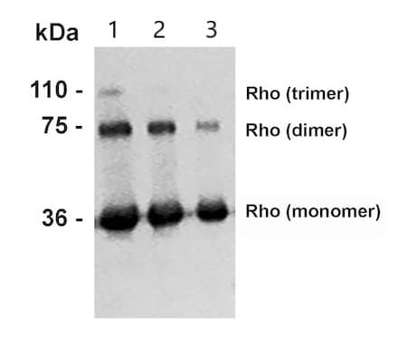 Rhodopsin Antibody Rho 4d2 Ab98887  Western Blot Img60490