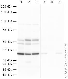 Anti-PCNA antibody(AB18197)