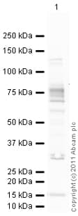 Anti-FMRP antibody(AB17722)