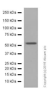 Anti-nmt55 / p54nrb antibody [EPR5270](AB133574)