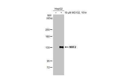 Anti-NRF2 antibody [HL1021] - BSA and Azide free(ab313825)