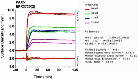 Anti-PAX5 antibody [EPR3730(2)](AB109443)