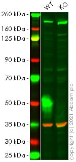 Anti-Met (c-Met) antibody [EP1454Y] - N-terminal(AB51067)