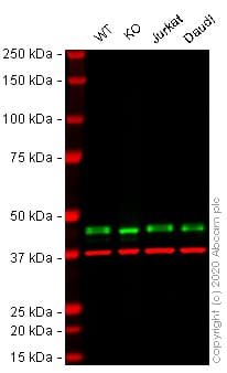 Anti-MEK1 + MEK2 antibody [EPR16667](AB178876)