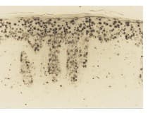 Anti-8-Hydroxy-2'-deoxyguanosine antibody [N45.1](AB48508)