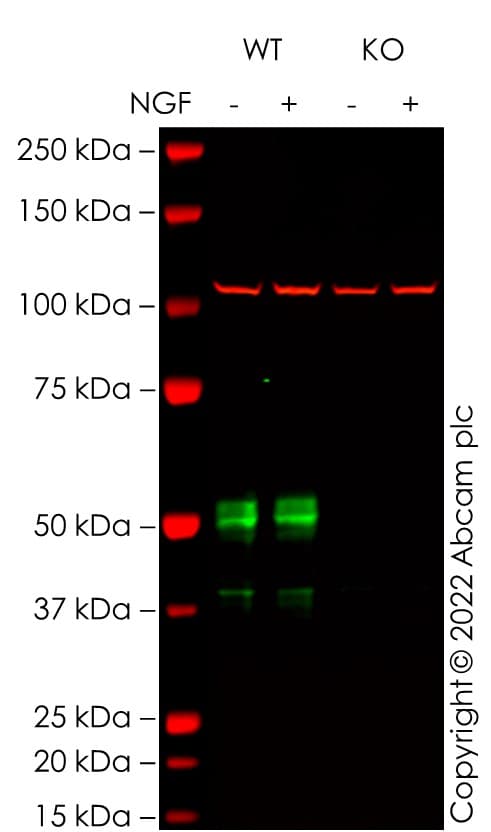 Anti-c-Fos antibody [2H2](AB208942)
