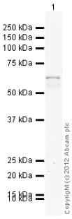 Goat Rabbit Igg H L Hrp Preadsorbed Ab97080  Western Blot Img93907