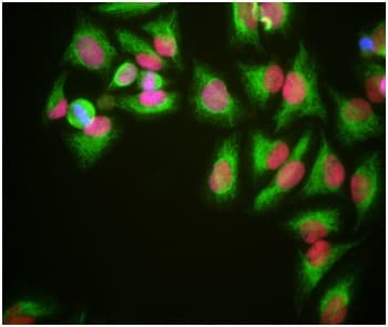 Anti-HMGB1 antibody [1F3](AB190377)