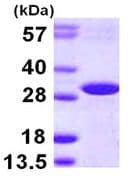 Ab113157  Sds Page Img49502