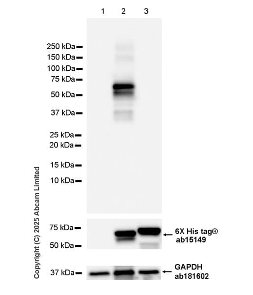 Anti-6X His tag® antibody [AD1.1.10](AB15149)